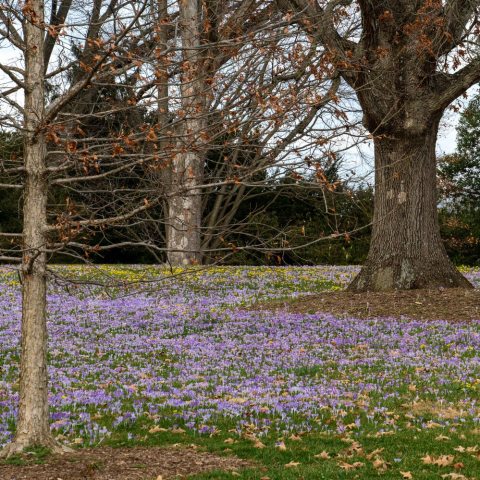Many small lavender-purple crocus flowers blooming in the lawn.