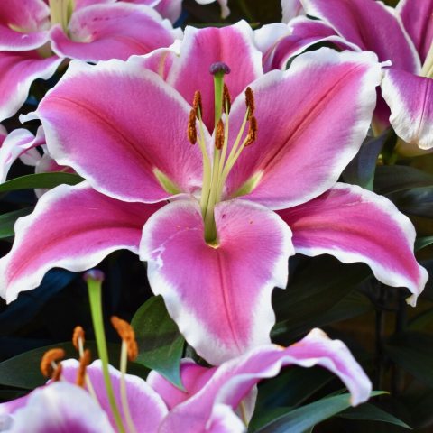 Medium pink upfacing flowers with distinct white pencil-line edges that almost shimmer in the garden.