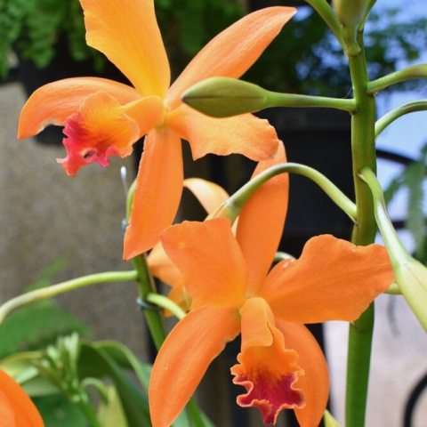 Clusters of vibrant orange flowers with red lips.