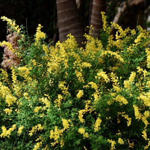 Long, bright yellow pea-like flowers