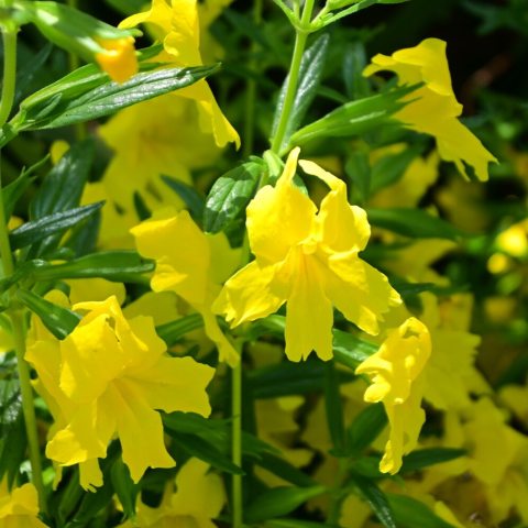 Bright, lemon-yellow, ruffled flowers that resemble a monkey's face.