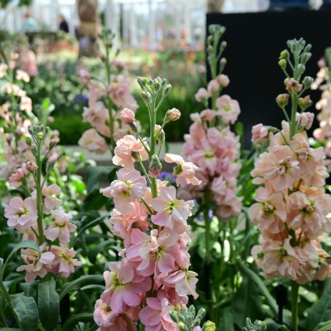 dense, upright spikes of large, double, pale pink flowers that resemble cherry blossoms