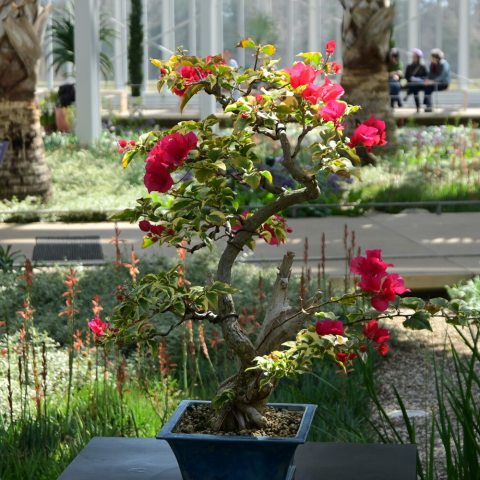 Bonsai Bougainvillea in bloom with rose-pink papery bracts and striking variegated leaves. 