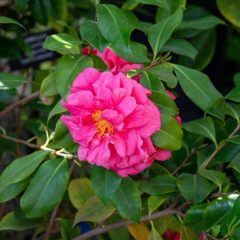 Double, fuchsia-colored flowers resembling a rose flower contrast the dark-green evergreen leaves.