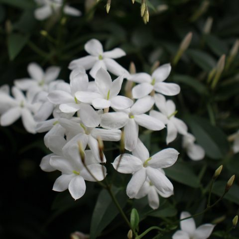A twining climber that features dark green leaves with dense clusters of white-star shaped flowers.