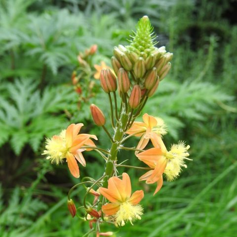 Showy spikes of star-shaped, bright orange flowers with frilly yellow stamens.