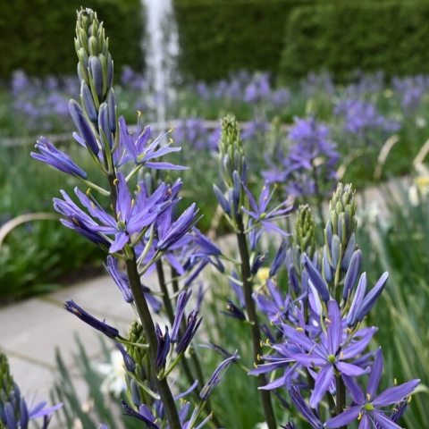 Spikes of bluish-purple star-shaped flowers.