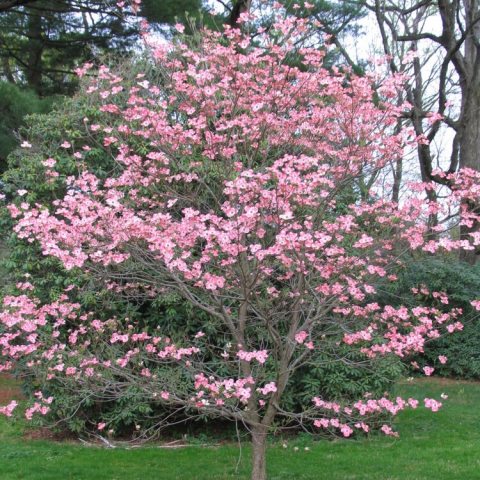Deep rosy-red to pink bracts with white centers, providing a dramatic, contrasting display in early spring. 