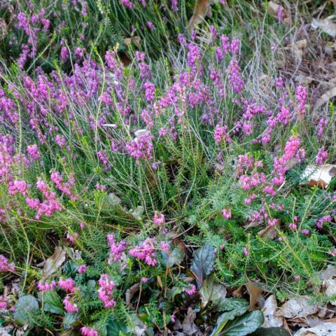 Small, bell-like flowers that bloom in dense, rosy-pink clusters, that appear with needle-like foliage. 
