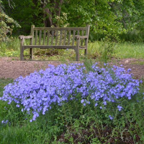 Loose, flat clusters of fragrant, lavender to violet flowers at the top of wiry stems.