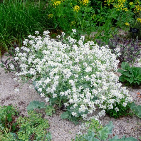 Fragrant, small 4-petaled white flowers that bloom in dense, baby's breath-like panicles.