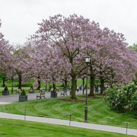 Large, fragrant, tubular (foxglove-like) flowers, which are pale lavender to pinkish-purple with dark purple spots and creamy yellow stripes.
