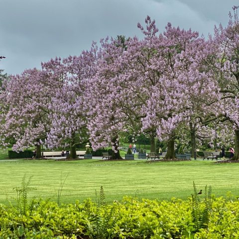 Clusters of small pink flowers growing on limbs.