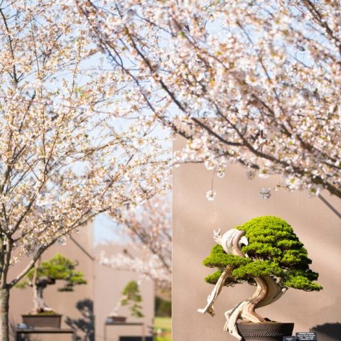 Delicate, pale pink haze that flutters in the breeze like confetti. These trees, are part of a curated display featuring a grove of ten, provide an intimate, contemplative setting surrounded by exceptional bonsai specimens. 