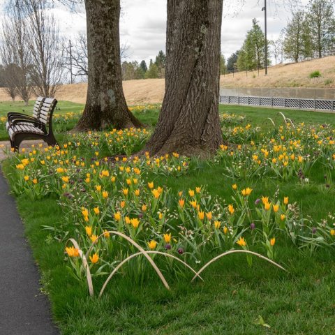 White, pointed petals per stem, often with a yellow center.