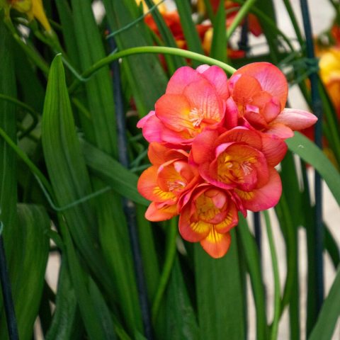 Velvety, single-flowered, orange-red trumpet-shaped flowers. 