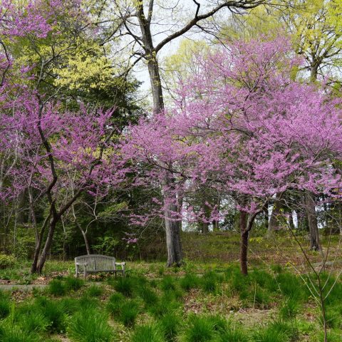 Deciduous ornamental tree that features clusters of small, rosy-pink to magenta, pea-like flowers that bloom on bare branches. 