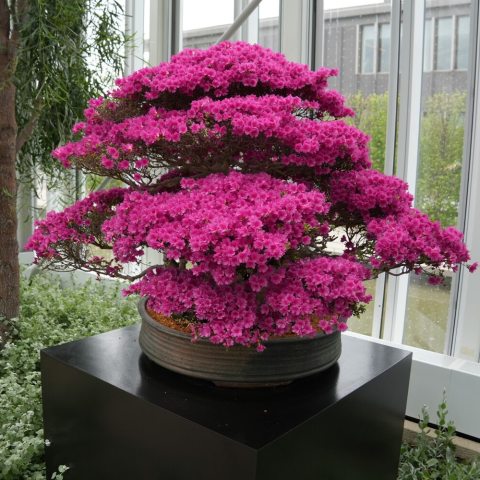 Dense clusters of small, vibrant pink trumpet-shaped flowers. 