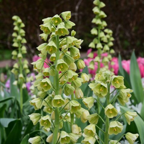 Tall spikes, or racemes, covered in 10-30 nodding, conical, bell-shaped flowers that open greenish-white and mature to a soft ivory.
