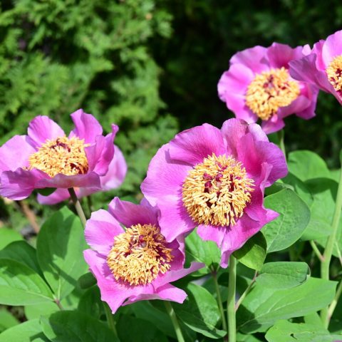 Single, large, often bowl-shaped bright pink flowers with yellow stamens.