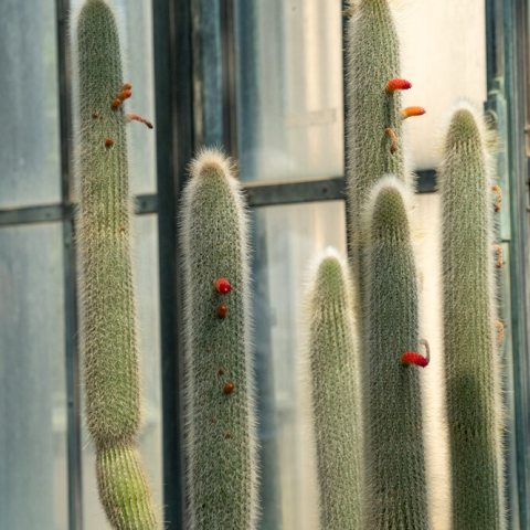 Erect, grey-green stems up to 10 ft tall, covered in dense, white, hair-like spines. It produces narrow, tubular red flowers.