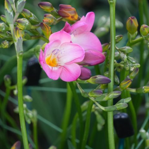 Vibrant pink, trumpet-shaped single flowers and tall stems.