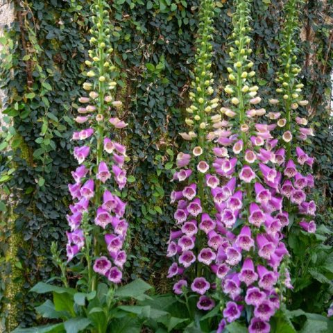 Tall, 3-4 ft spikes of rose-pink, funnel-shaped flowers with maroon-spotted throats. 