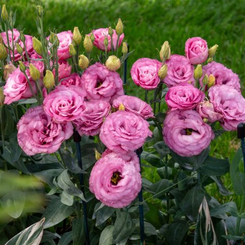 Large, fully double, deeply ruffled rose-like blooms in shades of dark rose-pink.