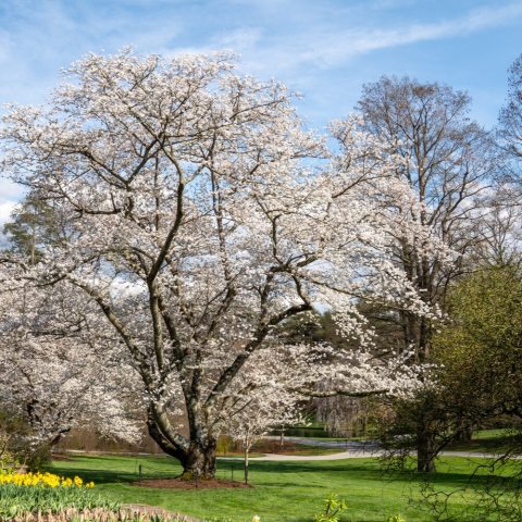 Profuse, fragrant, single white to pale pink flowers that bloom in clusters of 3 to 6 in early spring (March-April) before foliage emerges.