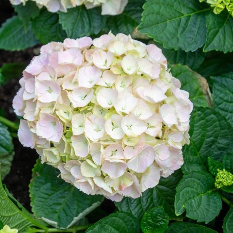 Large, dense, dome-shaped mophead flowers that open with a yellow-green hue, maturing to a soft pastel pink or pale pink.