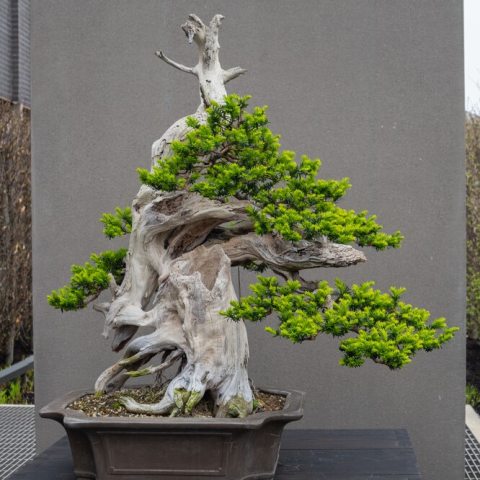 Evergreen bonsai species, valued for its deadwood and dense, deep-green foliage.