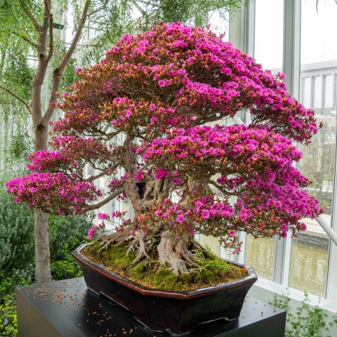 Dense clusters of small, vibrant pink trumpet-shaped flowers. 