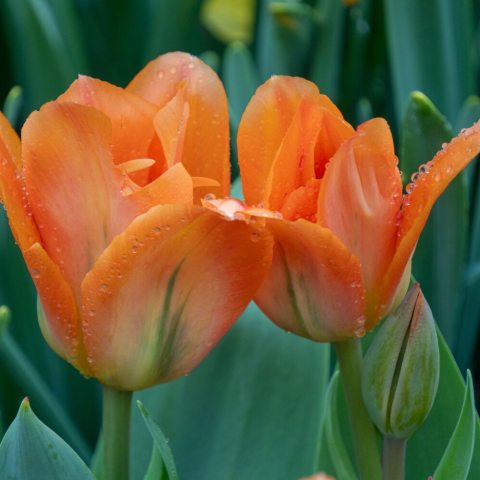 Large, luminous orange flowers with a yellow base and black anthers, that grow on 14 - 16 inch stems.