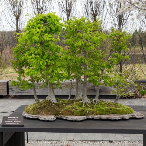 A forest of small, ovate, serrated leaves that start with a reddish-bronze hue, turning dark green before producing, bright yellow-red tones in autumn.  
