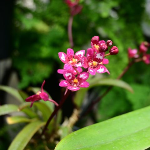 Compact, producing sprays of rounded  intense pink fairy bell flowers. 