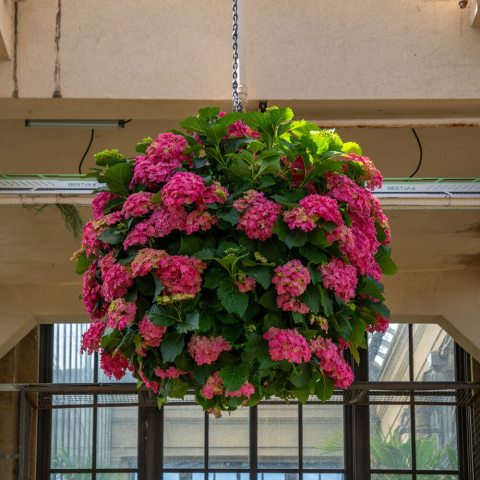 Large, showy, mophead 4–8 inch clusters of vibrant pink flowers.