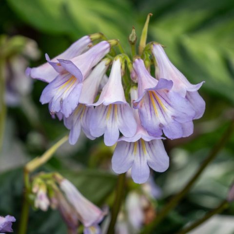 Blooms are tubular to slightly flared, generally a rich violet to deep purple with a soft, luminous quality.