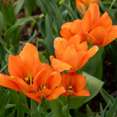 Large, glowing tangerine-orange flowers with a pale yellow base and dark anthers.