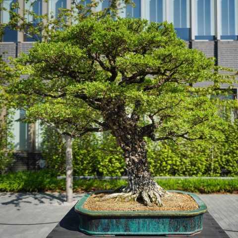 Fine twigging, fast growth, and exfoliating bark, with Small, serrated, and oval-shaped leaves.