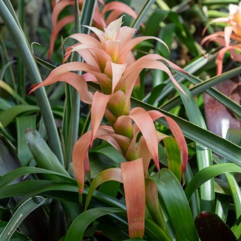 Striking peachy-pink bracts with white tips.