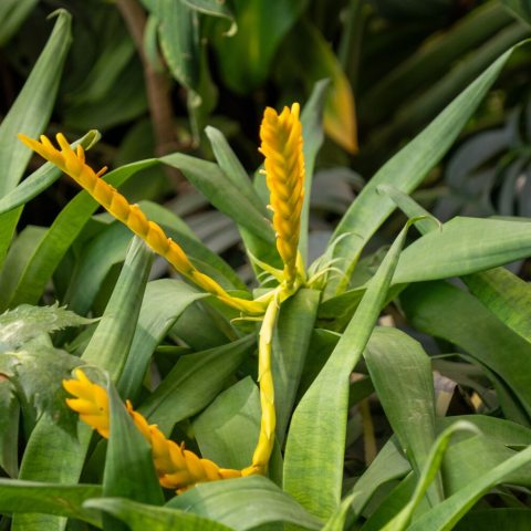 Brightly colored yellow, paddle-shaped inflorescences and long, often caulescent (trunk-forming) foliage. 