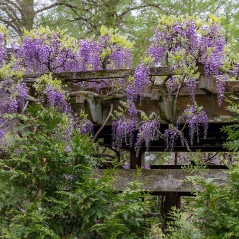 Long, fragrant, drooping flower clusters (racemes) with pea-shaped flowers, in violet, purple, or white.