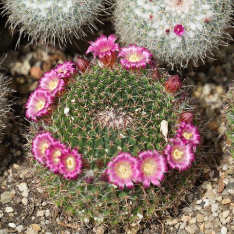 Globular, densely white-spined cactus known for forming clusters and producing a ring of small, fragrant, rose-pink or white flowers