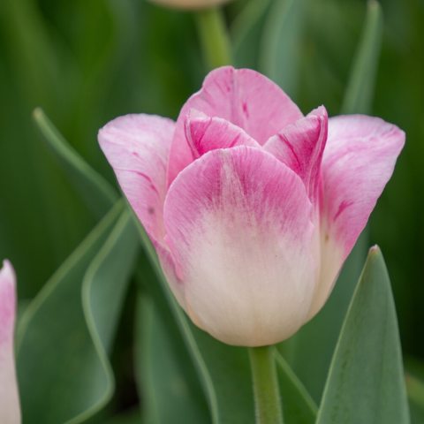 Bicolor Triumph tulip known for its strawberry-pink petals that mature to fuchsia, accented by a white or pale green base. 