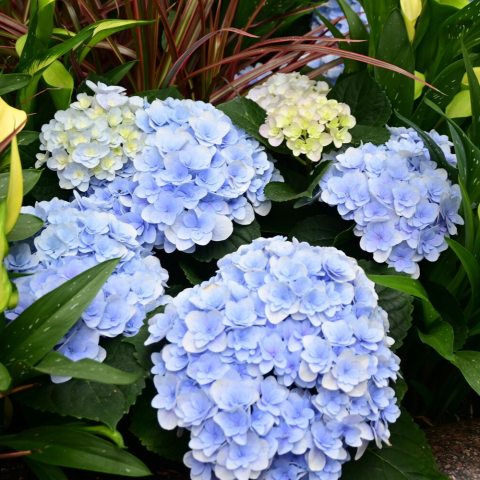 Dense, double-petaled, mophead flowers in shades of intense blue.