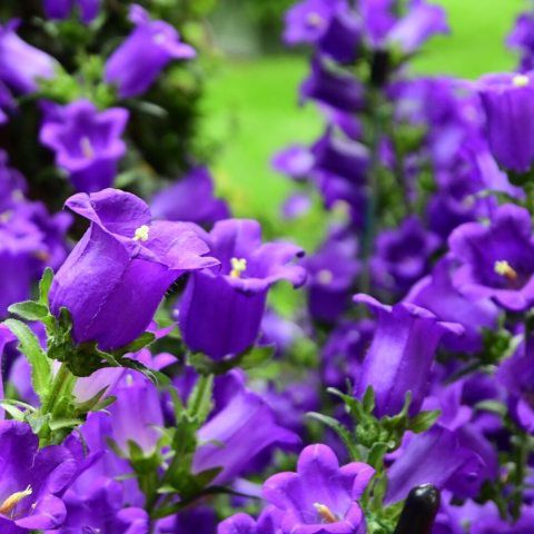 Intense violet-blue, bell-shaped flowers.