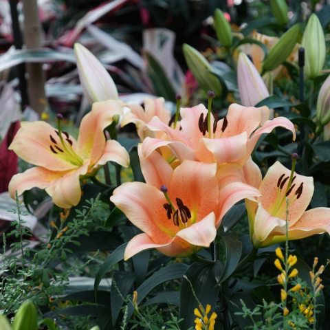 Fragrant, large, upward-facing coral-pink flowers with apricot tones and a chartreuse throat. 