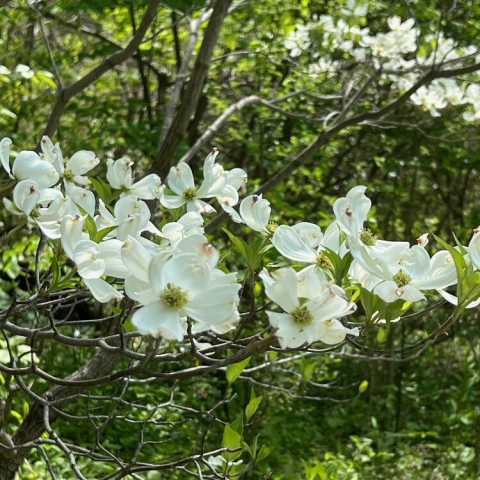 Abundance of bright, showy four-bract white flowers with greenish centers.