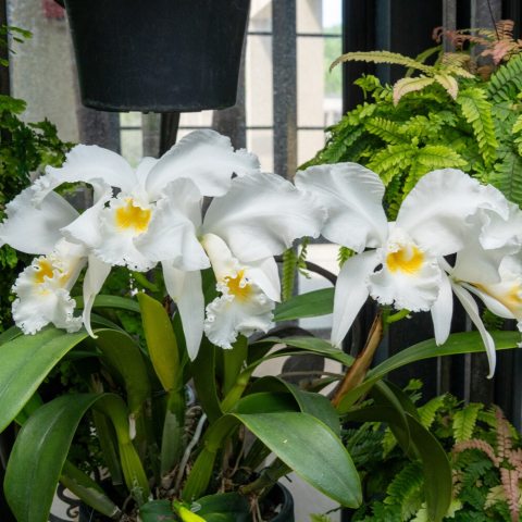 Pure white petals and sepals, with a distinct, ruffled, or frilled lip (labellum) that boasts a vibrant, golden-yellow to creamy yellow throat, frequently extending into a brighter yellow marking inside the flower.