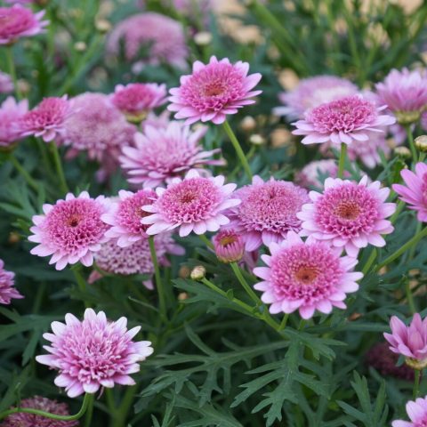 Prolific, double, deep pink-rose flowers with small yellow eyes.